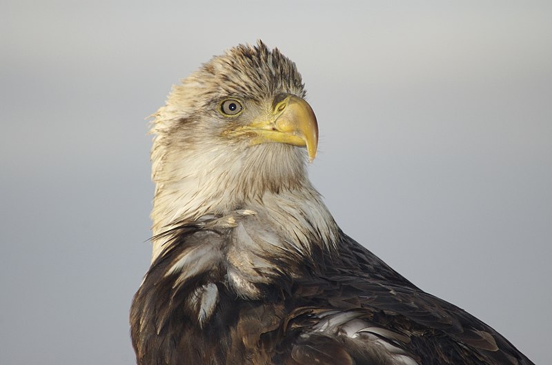 File:Bald Eagle Alaska (6).jpg