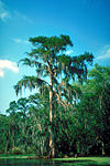 Bald cypress Atchafalaya Basin.jpg