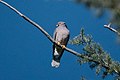 Band-tailed Pigeon V&R Portal AZ 2019-04-13 08-23-43 (32864584387).jpg