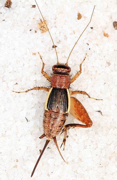 File:Bar-faced Ground Cricket - Pictonemobius probably ambitiosus species, Lake June-in-Winter Scrub State Park, Lake Placid, Florida.jpg