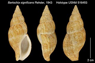 <i>Bartschia significans</i> Species of gastropod