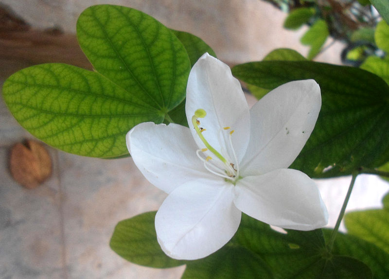 File:Bauhinia acuminata at Madhurawada.JPG