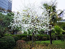Bauhinia tree in bloom, March 2015.jpg