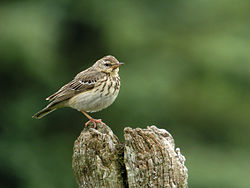 Baumpieper (Anthus trivialis), Holzwarchetal bei Mürringen, Ostbelgien (3938435013).jpg