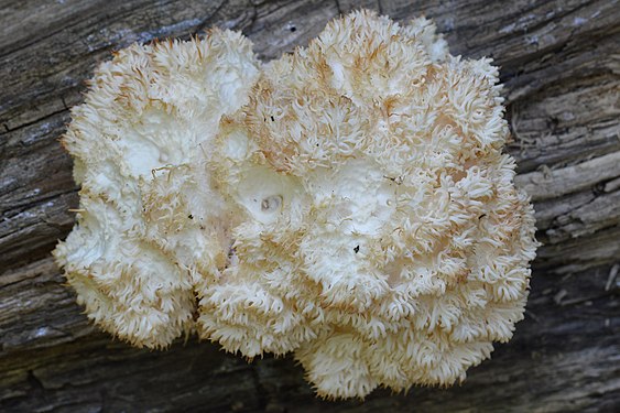 Bear's Head Tooth (Hericium americanum)