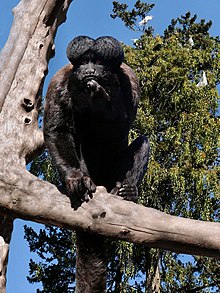 Saki barbu Zoo de Curitiba.jpg