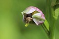 Bee Orchid - Ophrys apifera (14301040871).jpg