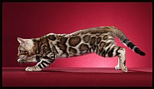 Bengal Cat Size Chart