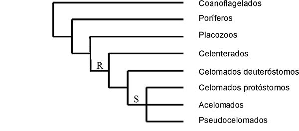 Cladograma de Bilateria de acordo com a teoria do arquicelomato (S = segmentação espiral; R = segmentação radial)