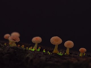 <i>Mycena roseoflava</i> Species of fungus