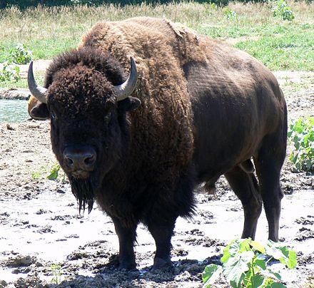 The great American Bison can be seen in the Wildlife Safari