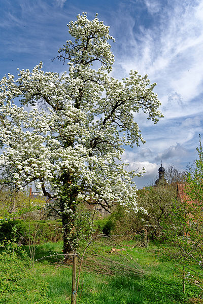 File:Blühendes Weikersheim.jpg