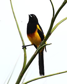yellow crissum distinguishes this species from the otherwise similar black-vented oriole