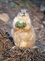 * Nomination Black-tailed Prairie Dog (Cynomys ludovicianus) (CWPG) --Vauxford 14:14, 22 October 2018 (UTC) * Decline  Oppose Not enough of the animal is sharp; also the light seems, although natural, a little harsh --Daniel Case 03:37, 30 October 2018 (UTC)