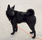 SiyahNorveçElkhound.jpg