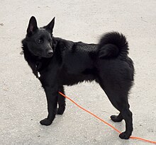 all black dog standing and looking over shoulder. Red leasah hanging down. Tail curled over back. Ears upright.