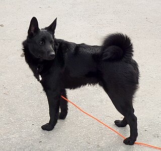 <span class="mw-page-title-main">Black Norwegian Elkhound</span> Dog breed