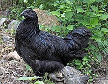 poulet noir vu de profil