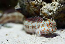 Blenniella chrysospilos (Bleeker, 1857) .jpg