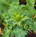 Bloemknop van Eryngium giganteum 'Miss Willmott's Ghost'.