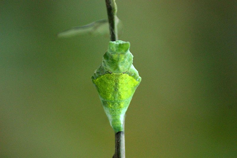 File:Blue Mormon (Papilio polymnestor) 022 Pupa (2016.12.05).jpg