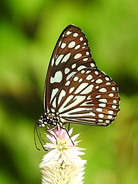 Голубой тигр Tirumala limniace UN Автор: доктор Раджу Касамбе Тейн DSCN0692 (2) .jpg