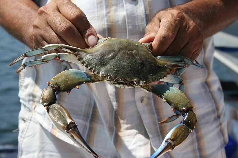 File:Blue crab in Dalyan.jpg