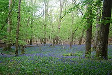 Bluebells, Wapsbourne Wood Bluebells, Wapsbourne Wood - geograph.org.uk - 1959739.jpg