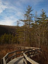 Boardwalk through the wetlands at the north end of Labrador Pond