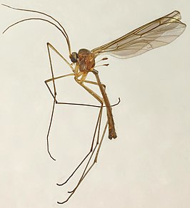Bolitophila cinerea