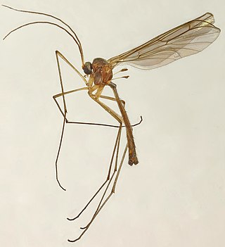 <i>Bolitophila</i> Genus of flies