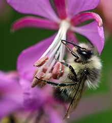 Bombus mixtus.jpg 