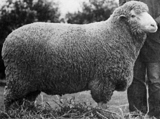 Bond sheep Breed of sheep