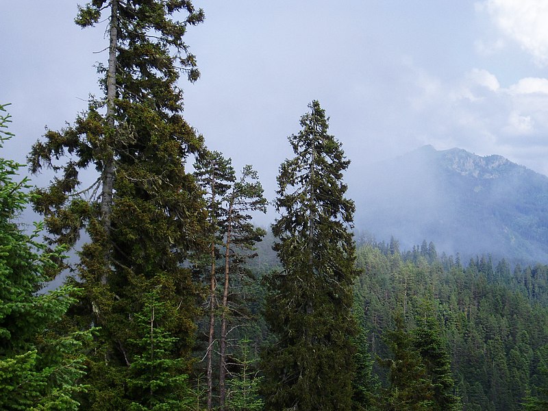 File:Borjomi Kharaguli National Park - Georgia.jpg