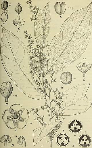 <span class="mw-page-title-main">Centroplacaceae</span> Family of flowering plants