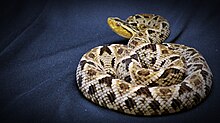 Ботропс аспер (Fer-de-Lance Viper), Эквадор - © Robert Wedderburn.JPG