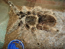 Brachypelma albopilosum.JPG