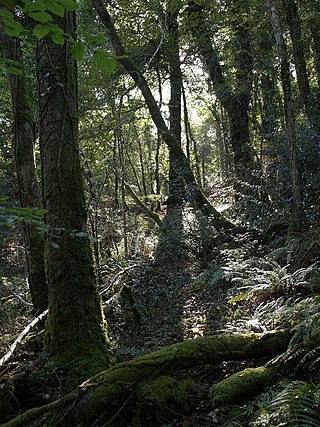 <span class="mw-page-title-main">Bremridge Wood</span> Wood in Devon