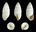 * Nomination Shell of a land snail, Brephulopsis bidens theodosianus --Llez 21:22, 24 January 2015 (UTC) * Promotion Good quality. --Cccefalon 08:28, 25 January 2015 (UTC)