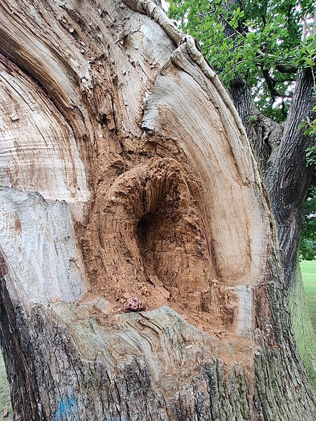 File:Brown rot in an oak by Fistulina hepatica.jpg