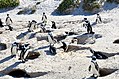 Nesting burrows of the African Penguin