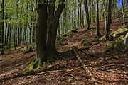 Blockschutt und Buchenwald am EbersbergLSG 2631001 Hessische Rhön