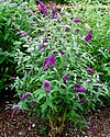 Buddleja davidii 'Fascination' .jpg