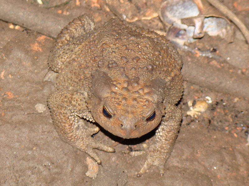 File:Bufo verrucosissimus Ust'-Labunsk 02.jpg