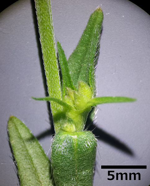 File:Buglossoides incrassata sl4.jpg