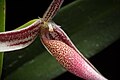 Bulbophyllum callipes Labellum