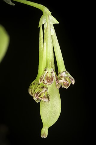 <i>Bulbophyllum physometrum</i> Species of orchid