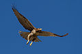 * Nomination Juvenile Red-tailed hawk (Buteo jamaicensis calurus), as seen from Thundermountain Trail, Squaw Valley, California. --Frank Schulenburg 20:56, 5 September 2014 (UTC) * Promotion Good quality. --Cccefalon 06:35, 6 September 2014 (UTC)
