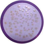 Clostridium perfringens mCP agar besiyeri