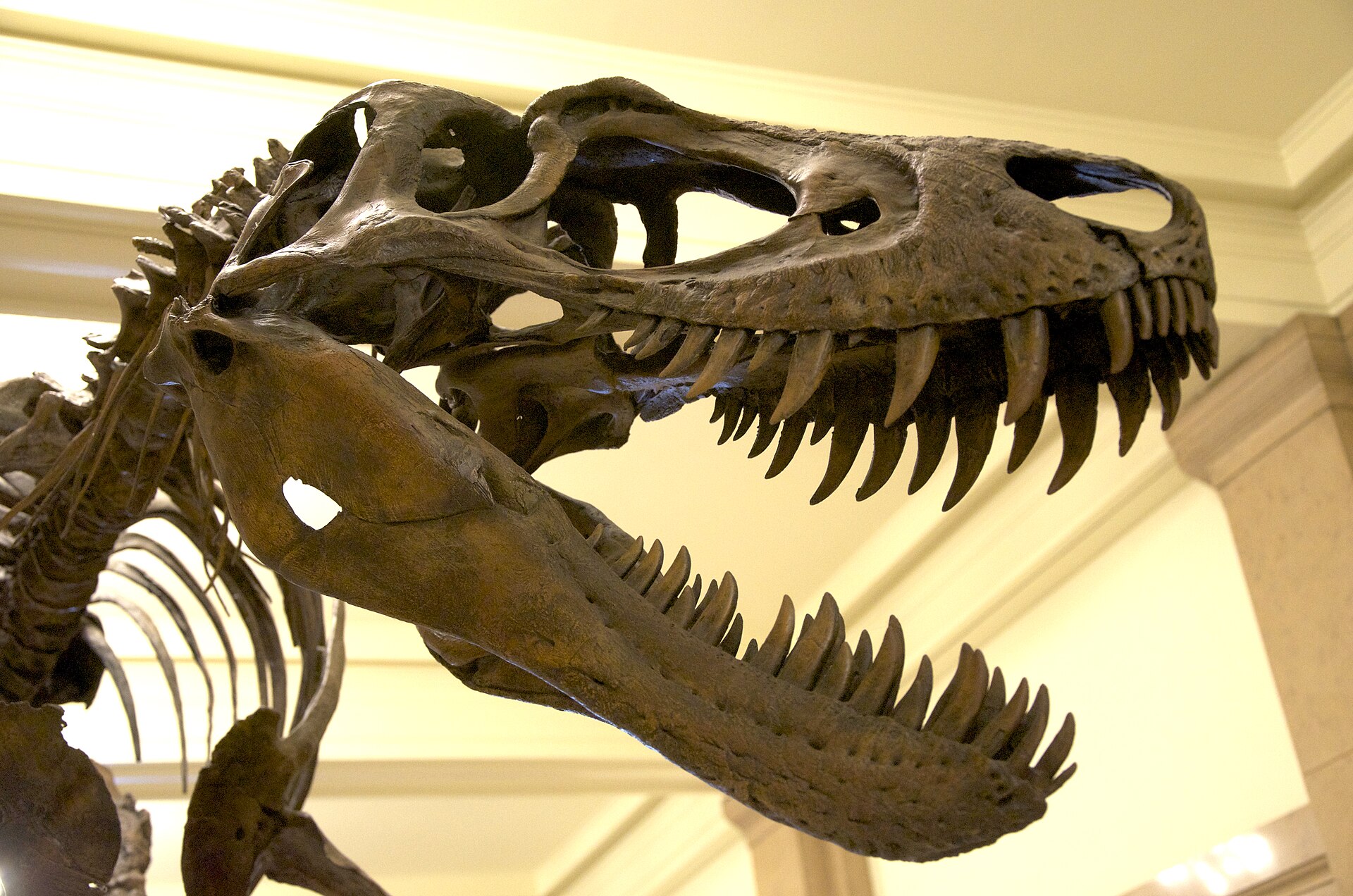 CMNH Nanotyrannus Mount.jpg